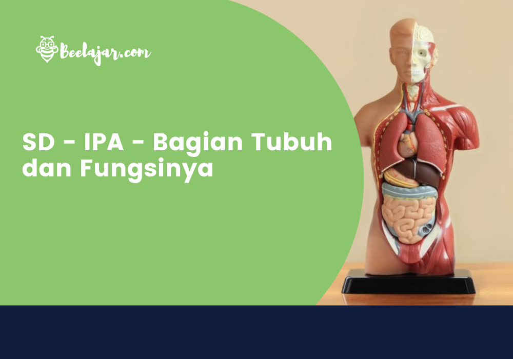 SD - IPA - Bagian Tubuh dan Fungsinya