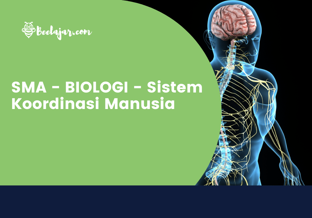 SMA - BIOLOGI - Sistem Koodinasi Pada Manusia