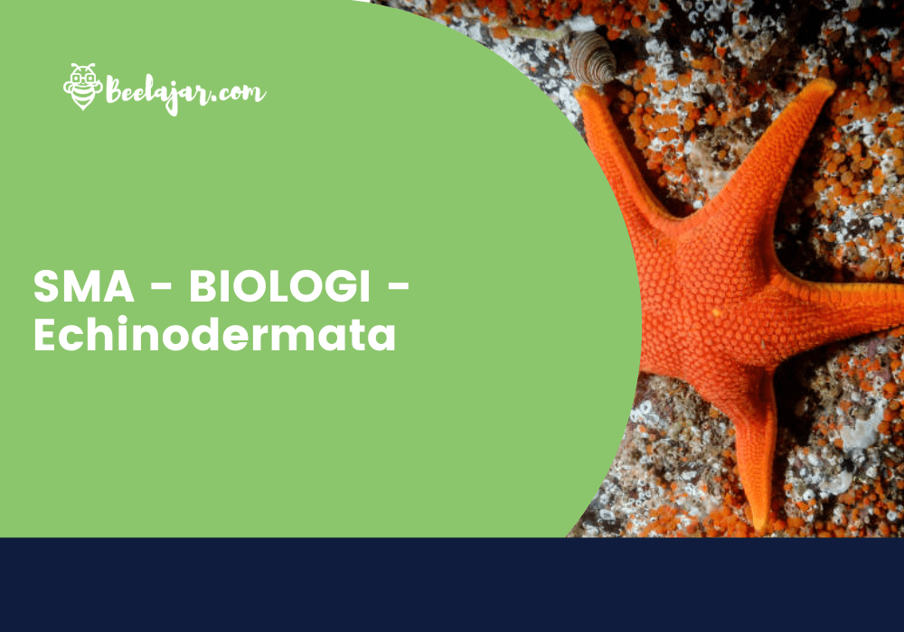 SMA - BIOLOGI - Echinodermata